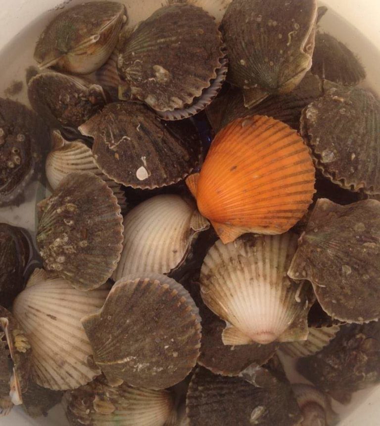 Differences between Bay Scallops and Sea Scallops My Fishing Buddy