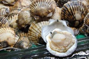 Scalloping Trips