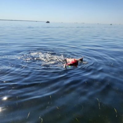 Scalloping charters at steinhatchee