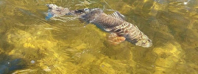 fishing at Steinhatchee
