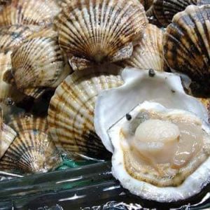 Scalloping Trips