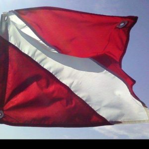 Steinhatchee Scalloping