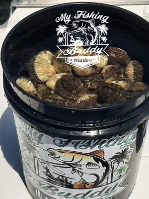 Scalloping in Florida