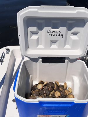 steinhatchee scalloping