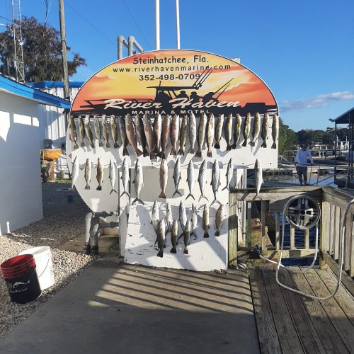 fishing trips at steinhatchee